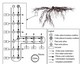 Modelling combined water and sugar transfer in a root architecture - � Gilles Vercambre, Inra 