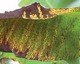 Black Sigatoka (Mycosphaerella fijiensis) symptoms on a banana leaf. F. C�te � CIRAD 