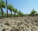 Vineyard plots weeded mechanically with a tined implement. Under the effect of successive rains, a crust forms on the soil surface, leading to a reduction in infiltrability. � P. Andrieux 