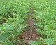 Bean crop under DMC in Madagascar. � E. Scopel 