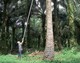 Tall mature palm trees (12 m and taller): skilled labour required for pole use (Ecuador).- � B. Dubos 