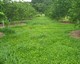 An association of Arachis pintoi cover in a Tahiti lime orchard - �C. Pancarte 