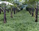 Banana/Neonotonia wightii (legume) association- � J.M. Risede 