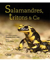 Salamandres, tritons & cie