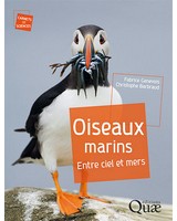  Oiseaux marins  Entre ciel et mers